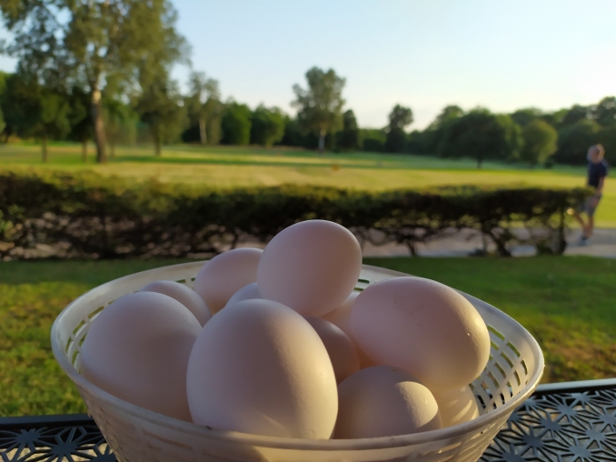 Uova fresche di giornata da galline livornesi bianche. - AGRITURISMO HERMIONE